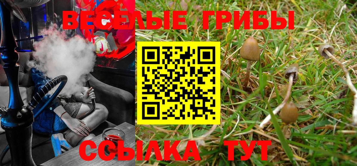 Кинель  Псилоцибиновые грибы Cubensis  Вход с VPN  Псилоцибиновые грибы Psilocybine cubensis 